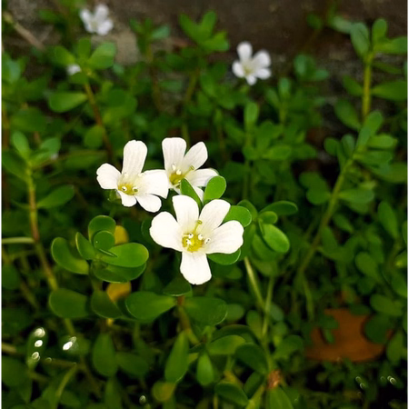 Brahmi